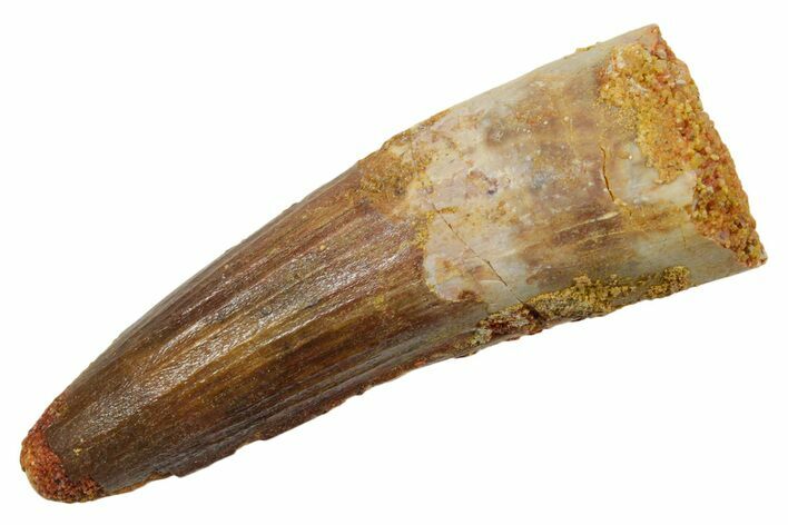 Fossil Spinosaurus Tooth - Real Dinosaur Tooth #349774